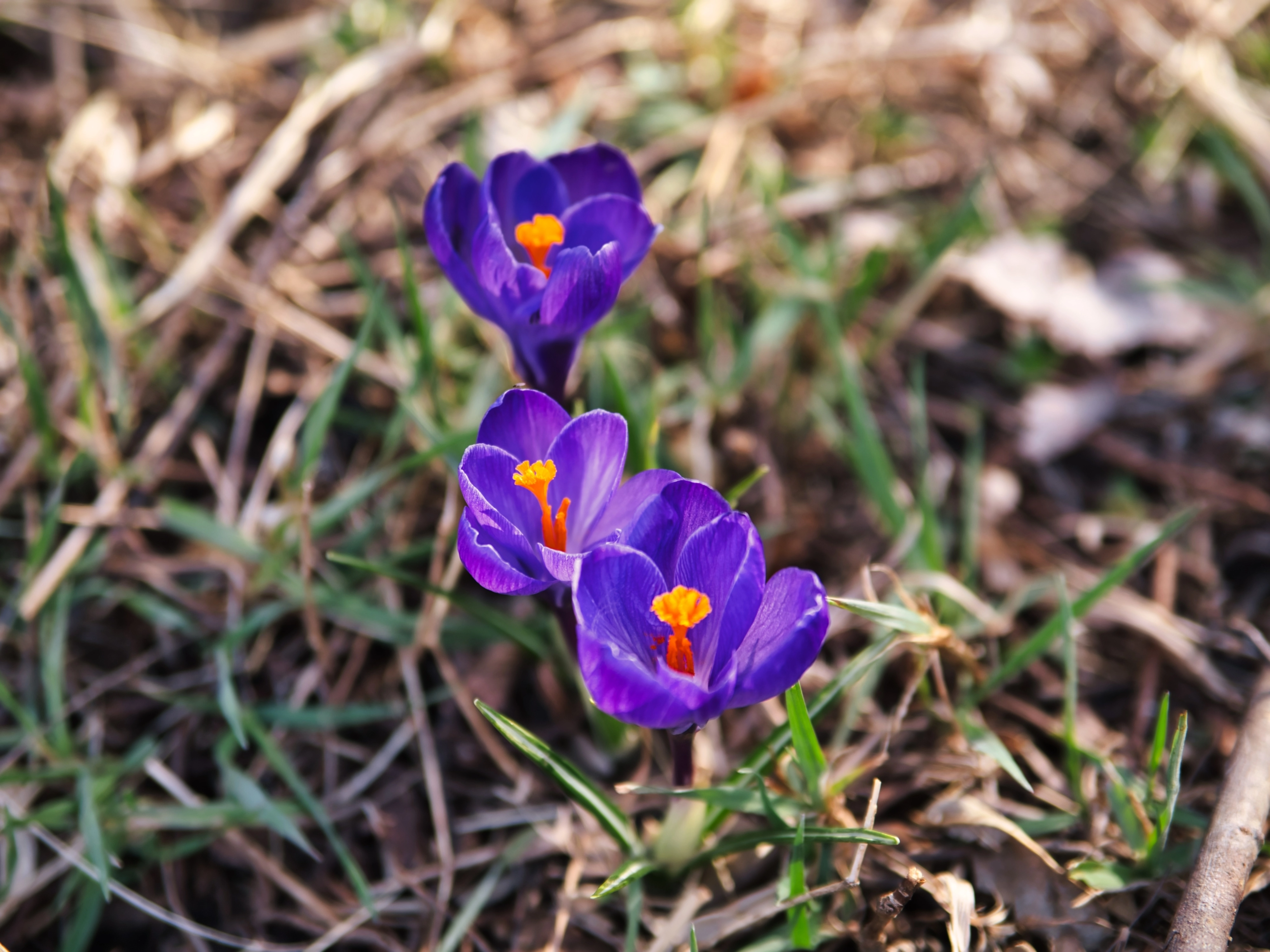 A,Closeup,Shot,Of,Purple,Crocus,Flowers,Blooming,At,In
